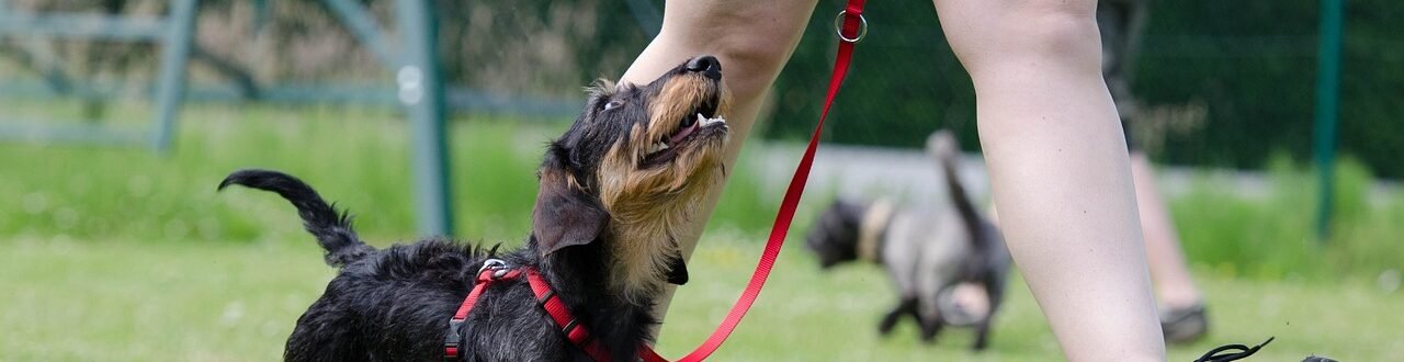 dachshund on lead