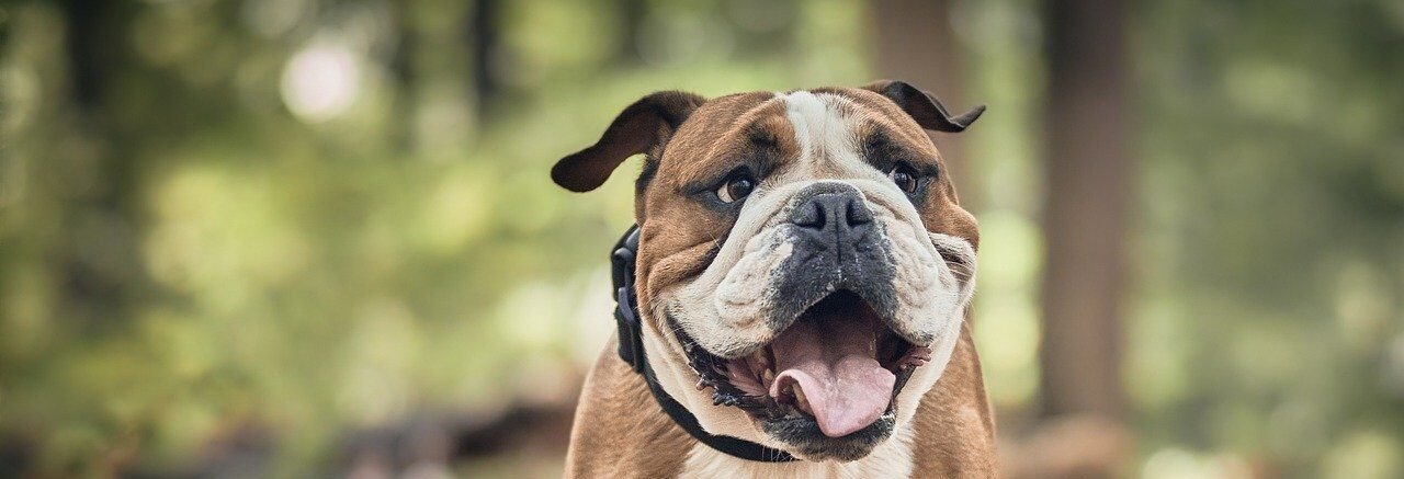 bulldog with collar