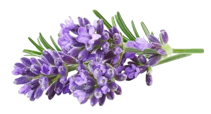 lavender plant