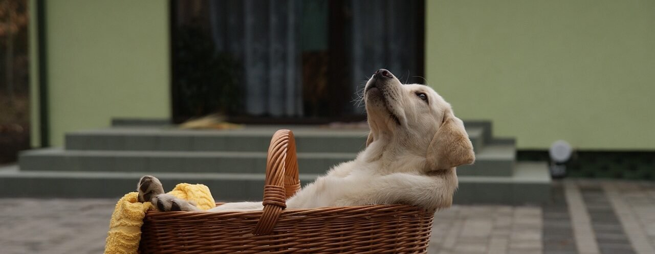 labrador in a basket