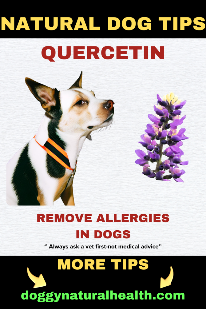 Natural Dog Tips: Managing Allergies with Quercetin, Nettle, and ...