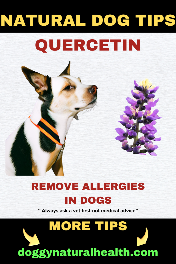 Quercetin for allergy relief in dogs