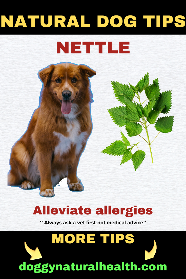 Nettle for Allergy Relief in dogs