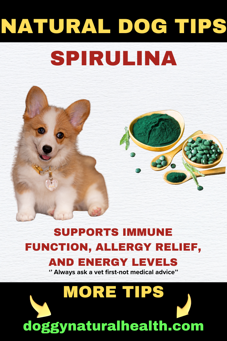 Spirulina for Allergy Relief in dogs