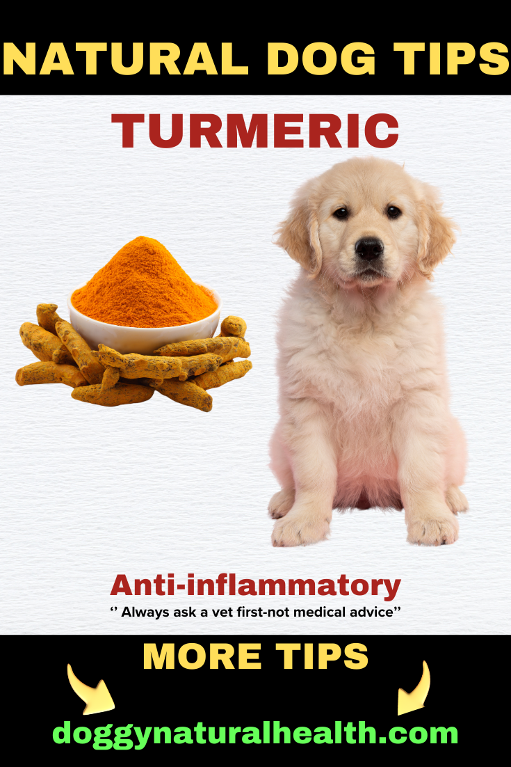 Turmeric for a Natural Anti-inflammatory for Dogs