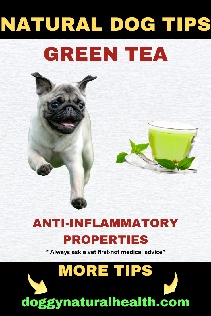 Green Tea for a Natural Anti-inflammatory for Dogs