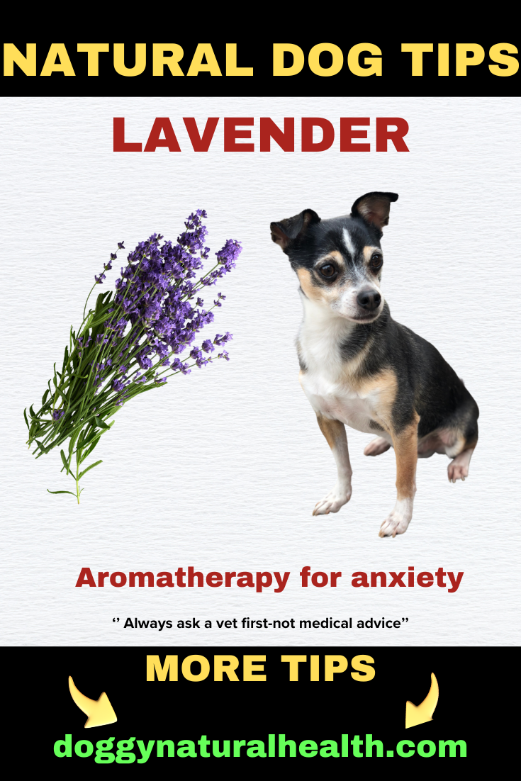 Natural Dog Tips: Lavender for Managing Anxiety