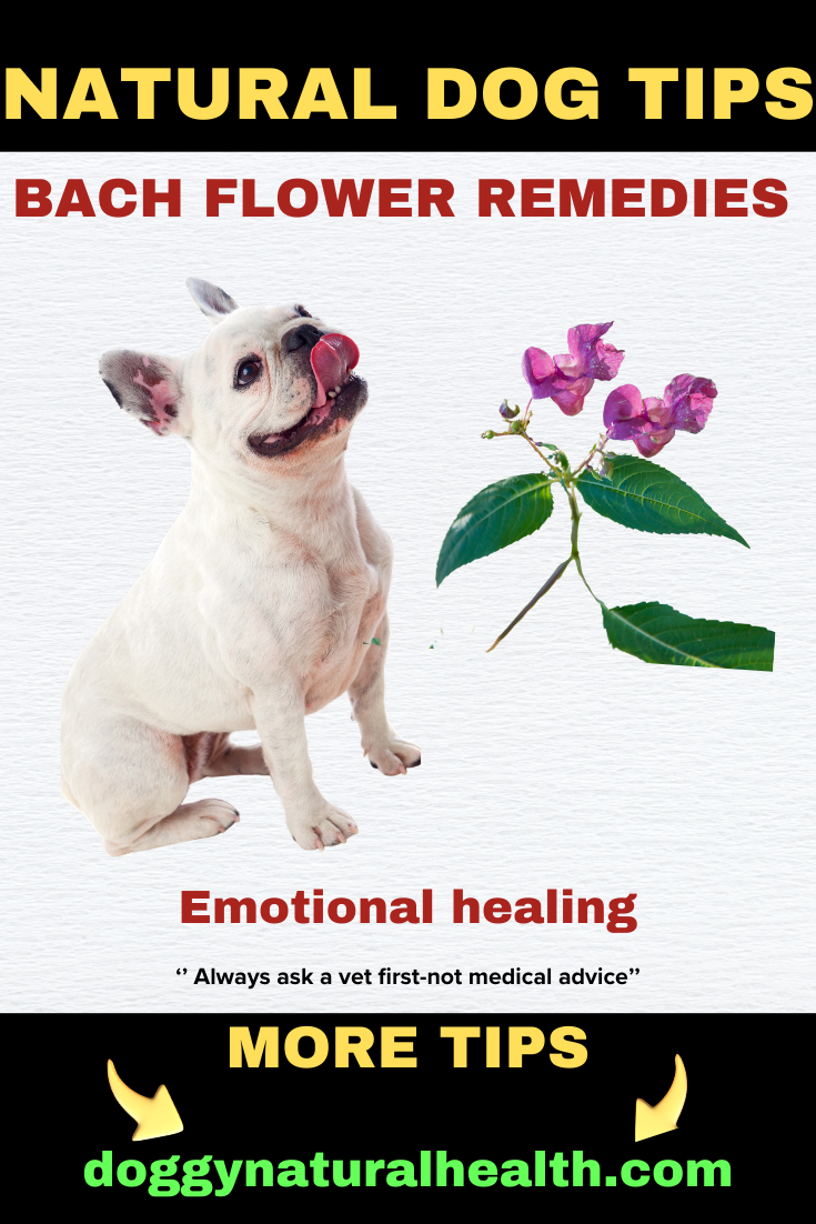 Natural Dog Tips: Bach Flower for Managing Anxiety