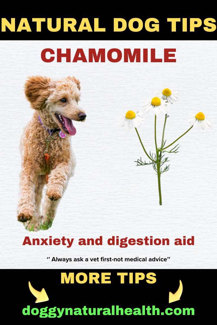 Natural Dog Tips: Chamomile for Managing Anxiety