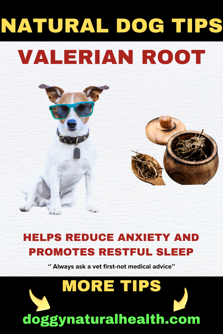 Natural Dog Tips: Valerian Root for Managing Anxiety