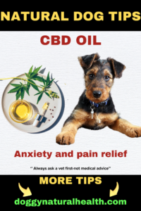 Natural Dog Tips: CBD Oil for Managing Anxiety