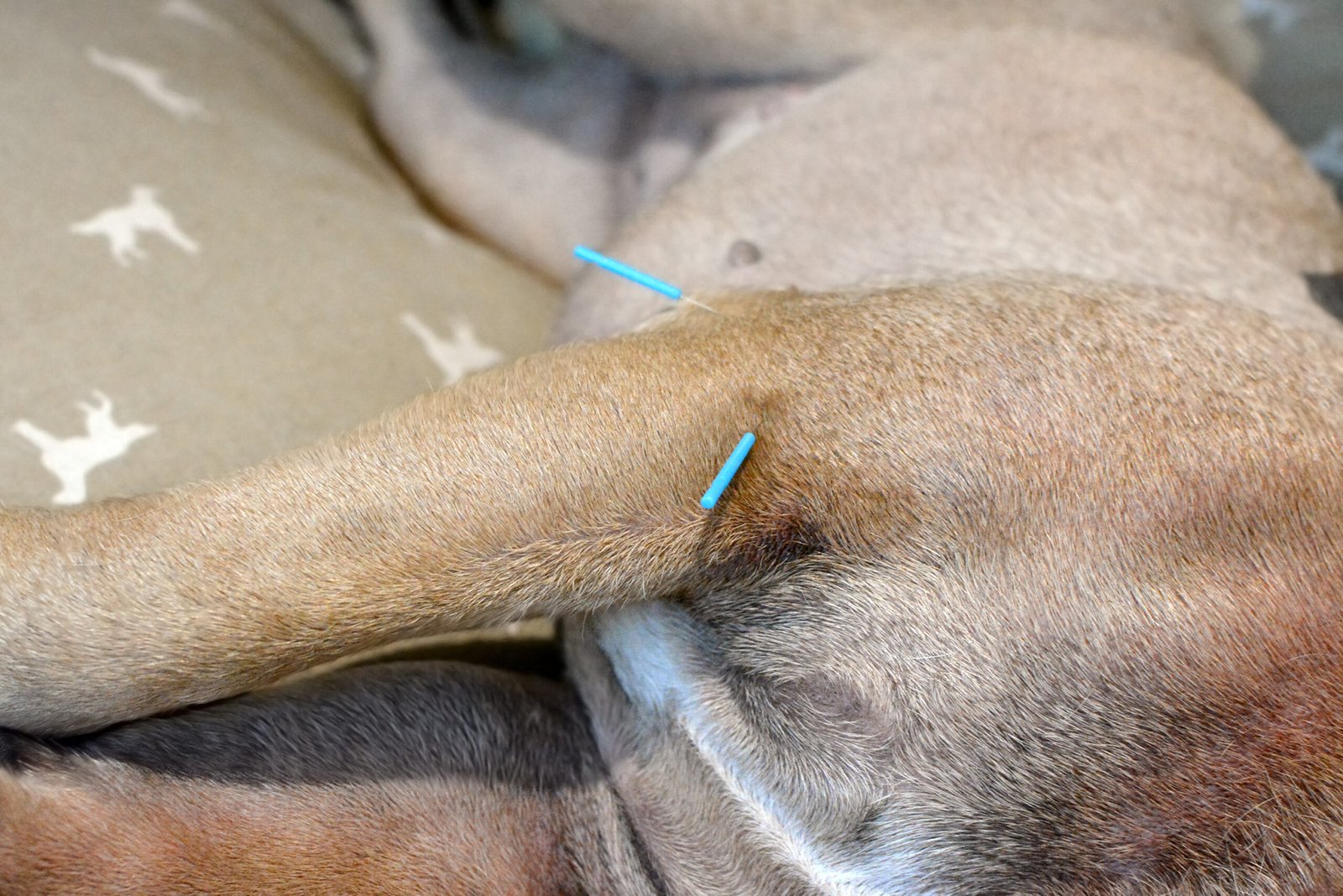 dog acupuncture