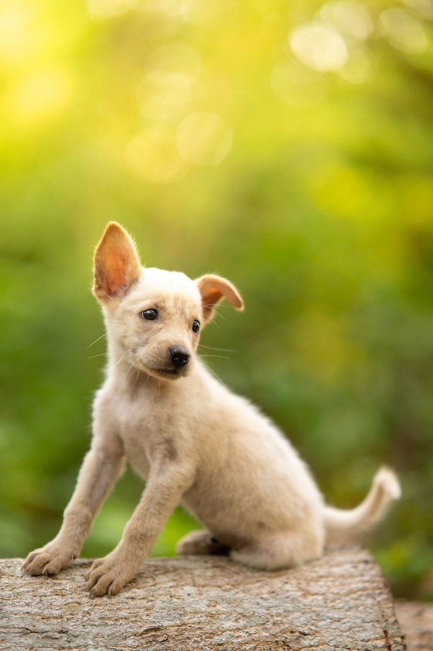 Dog with ears up