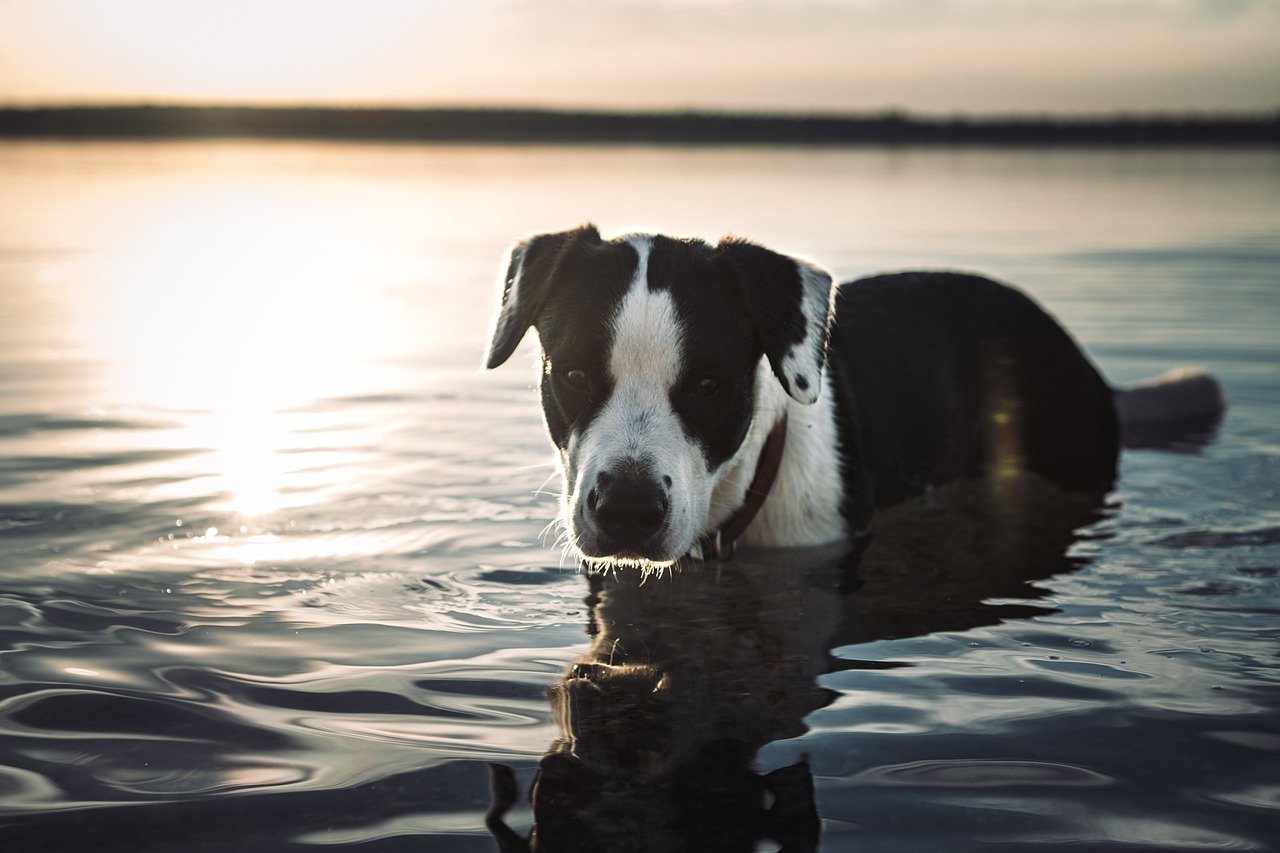 Dog in water