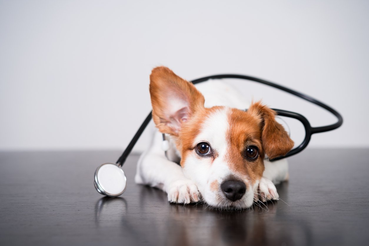 Dog Stethoscope