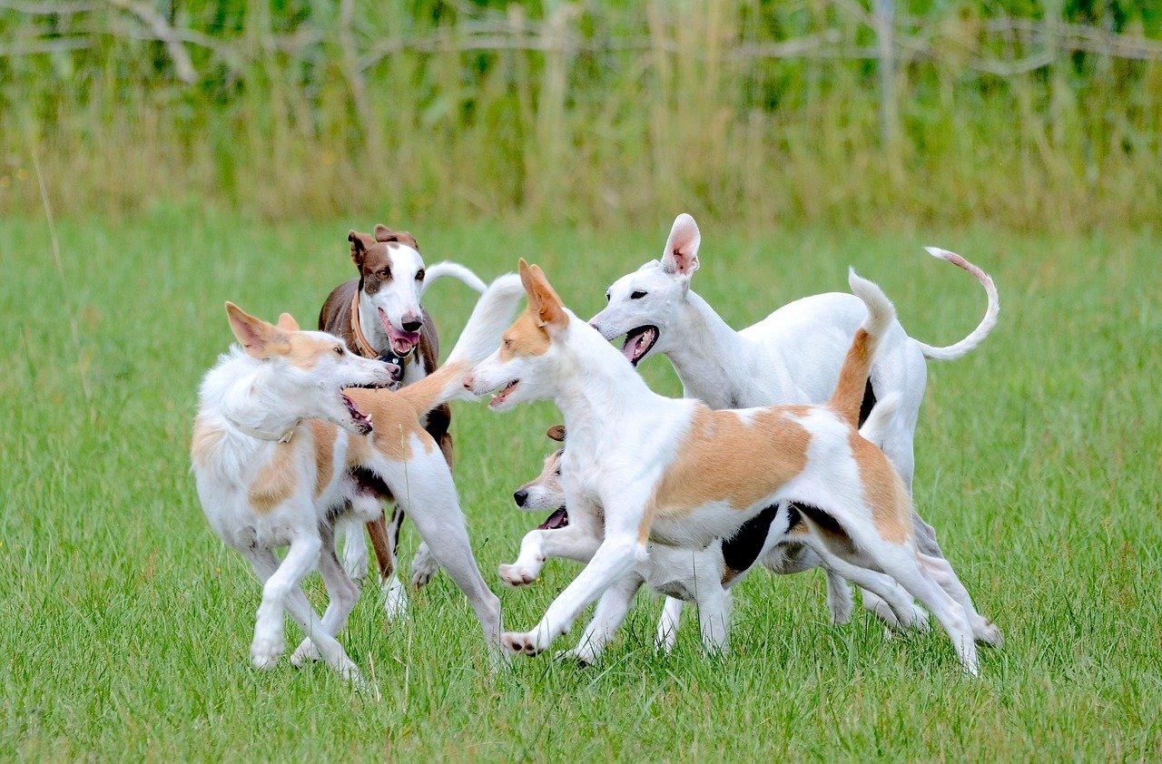 dogs running