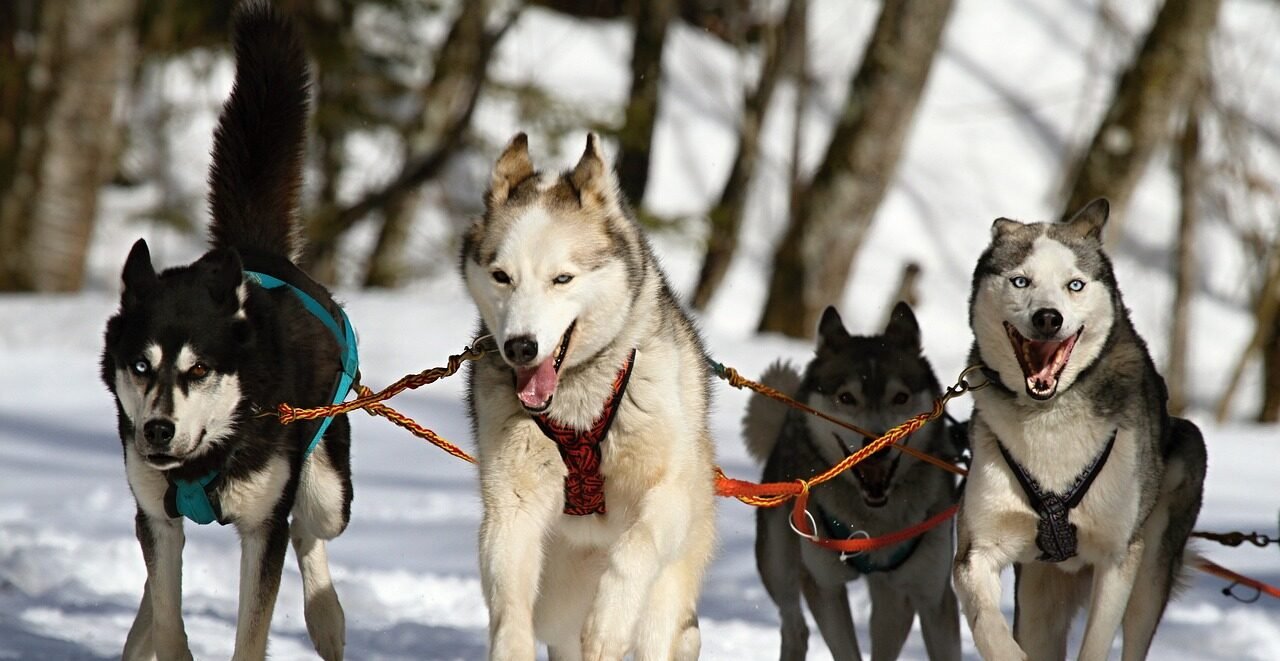 group of dogs