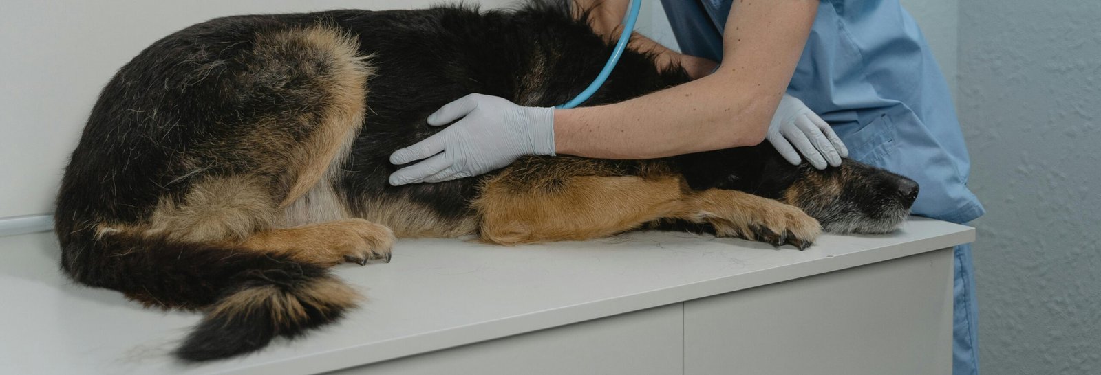 Dog at the vet