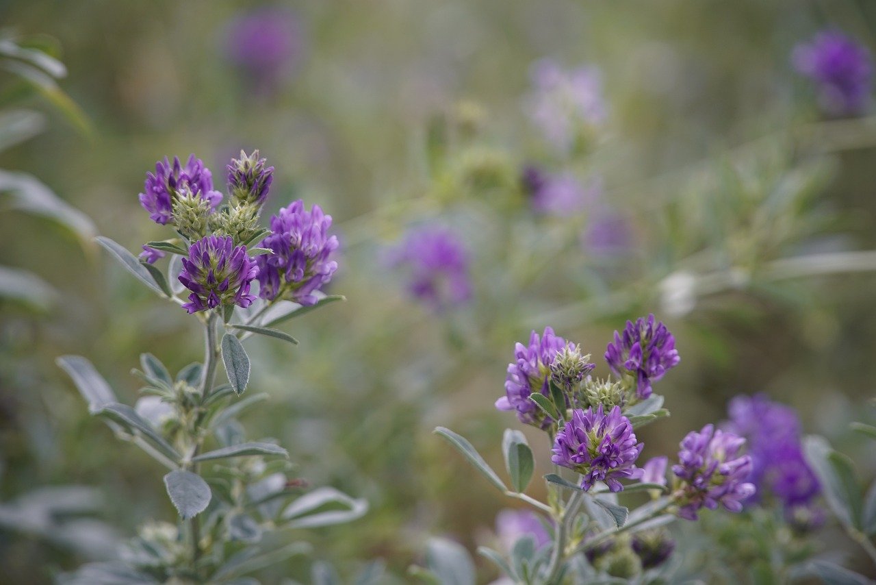 Alfalfa field